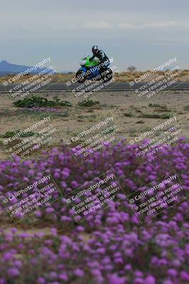 media/Jan-14-2023-SoCal Trackdays (Sat) [[497694156f]]/Turn 14 Exit Bloomig (145pm)/